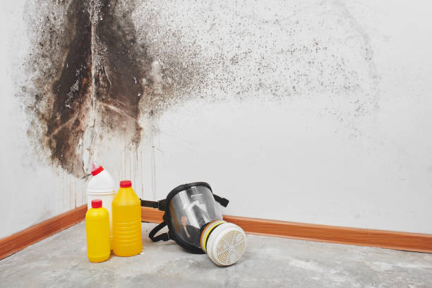 Best Mold Testing and Inspection Services in Tidmore Bend, AL