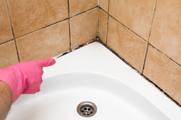 Tidmore Bend, AL Mold Remediation Company